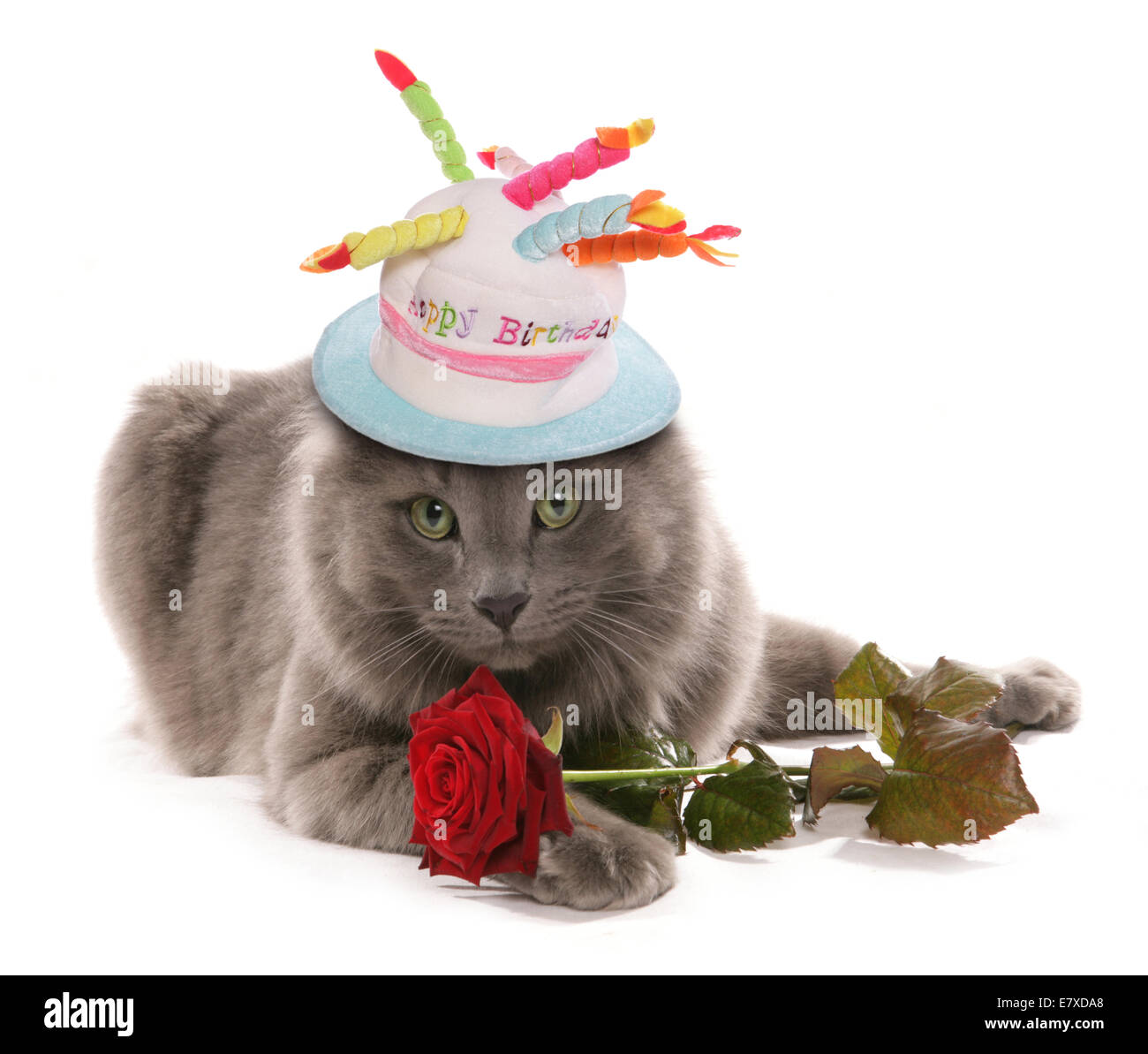 Chat avec rose et chapeau d'anniversaire décoration Banque D'Images
