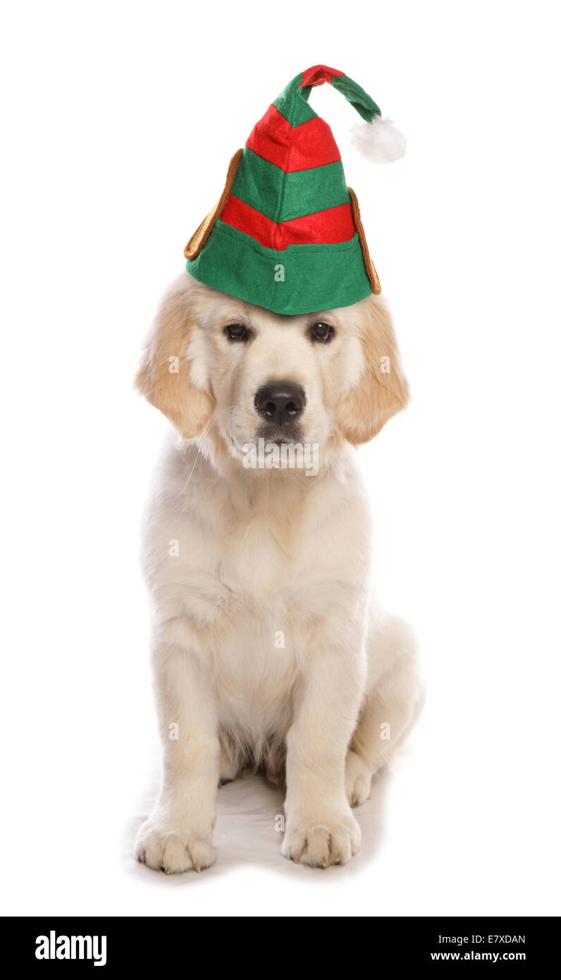 Golden retriever dog wearing un elfe hat dentelle Banque D'Images