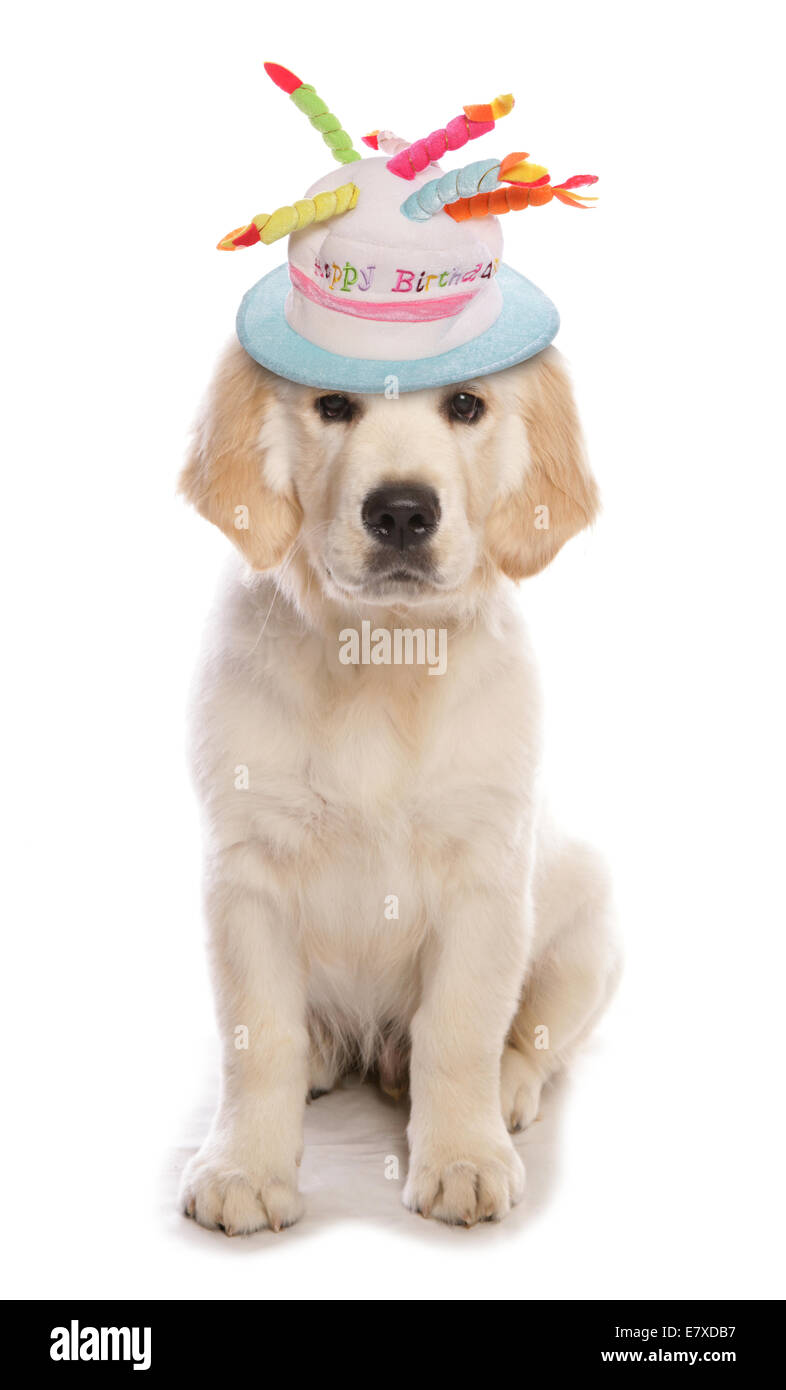 Golden retriever dog wearing a birthday hat Banque D'Images