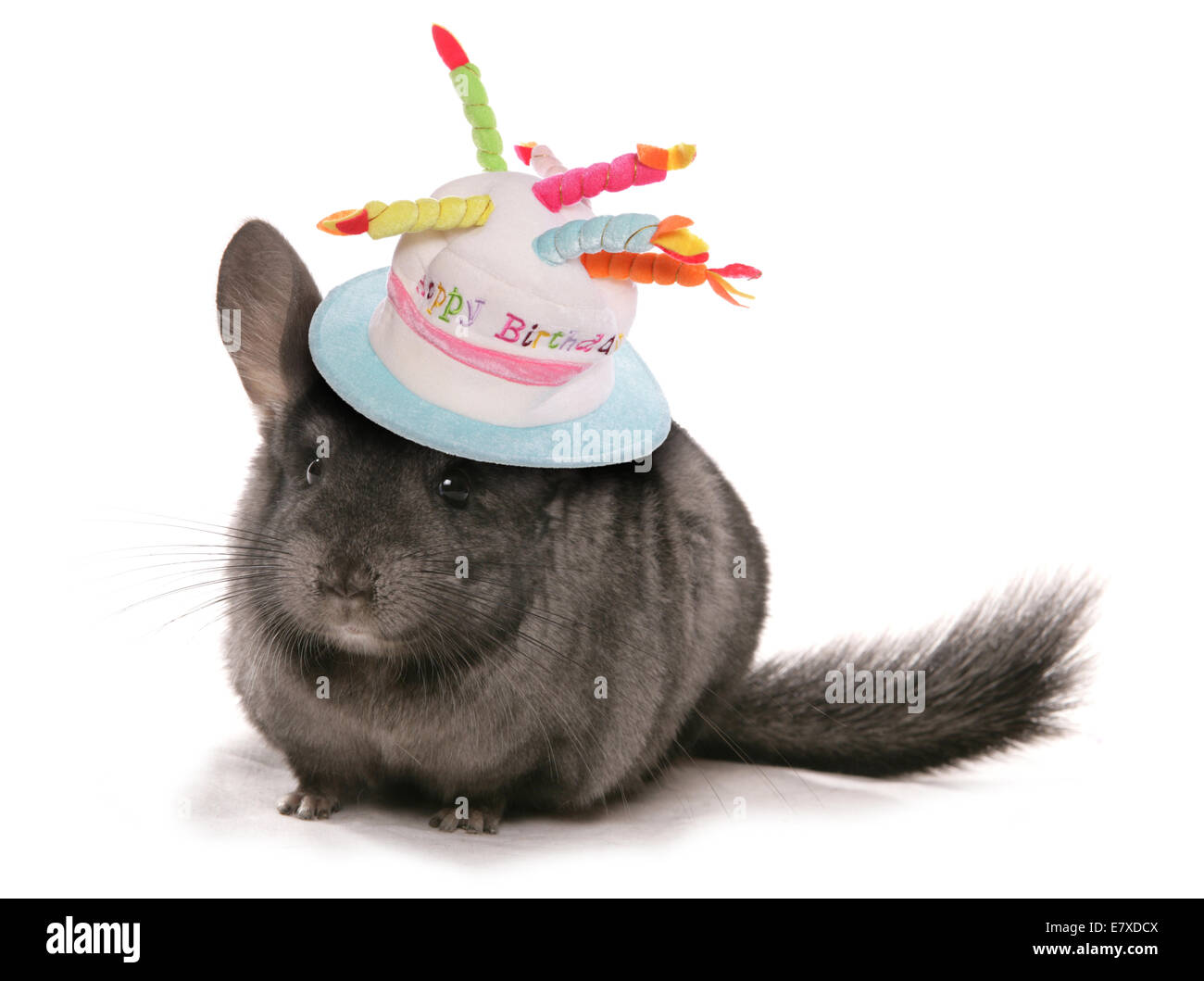 Chinchilla portant un chapeau d'anniversaire décoration Banque D'Images