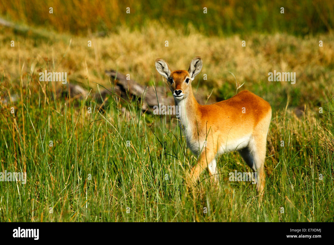 Antilopes cobes lechwes sur le delta de l'Okavango, jeune femme marchant à travers les roseaux. Sharp claire image paysage Banque D'Images