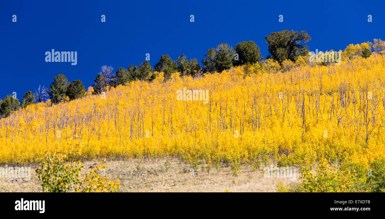 Feuillage d'automne aux couleurs de l'automne, Aspen Ridge, le centre du Colorado, USA Banque D'Images