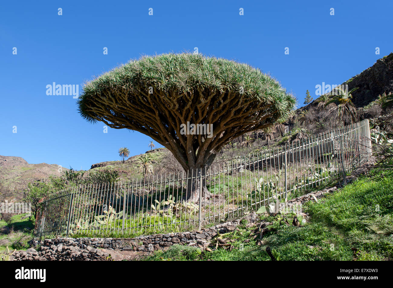 La Gomera - arbre Dragon El Drago Banque D'Images