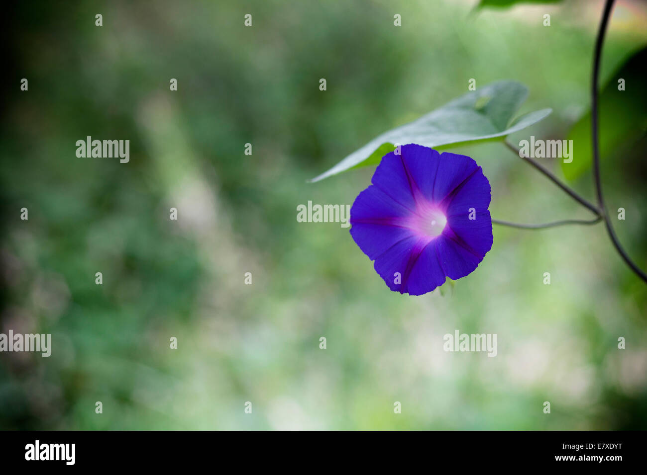 Un gros plan d'une fleur pourpre Banque D'Images