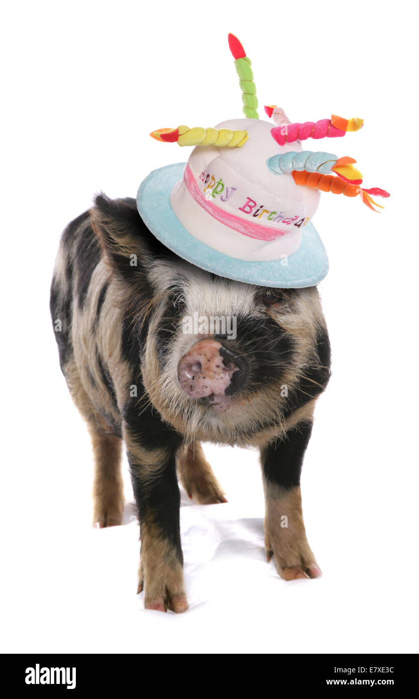 Cochon Kune Kune Avec Decoupe Anniversaire Hat Photo Stock Alamy
