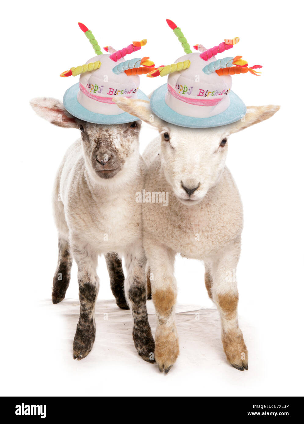 Deux agneaux avec découpe chapeaux d'anniversaire Banque D'Images