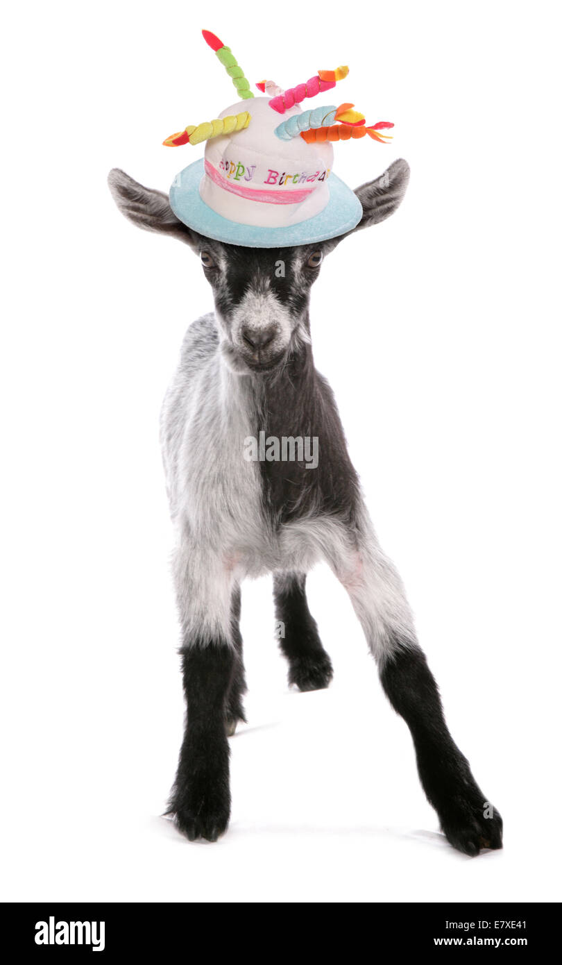 Pigmy Chevre Avec Anniversaire Hat Dentelle Photo Stock Alamy