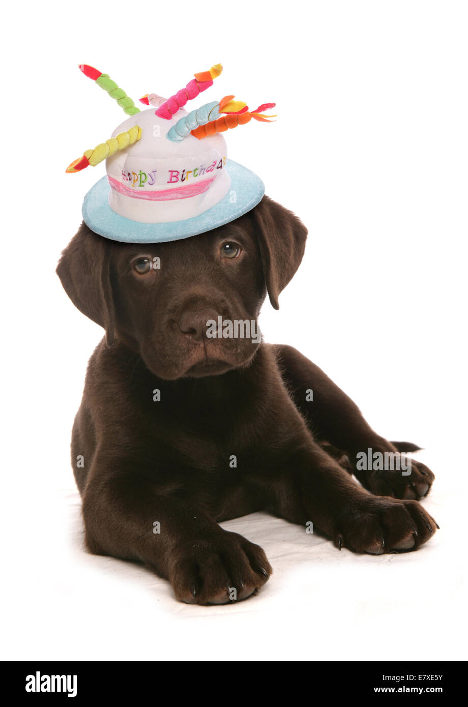Joyeux Anniversaire Labrador Retriever Puppy Dog Photo Stock Alamy Joyeux Anniversaire Labrador Retriever Puppy Dog Photo Stock Alamy
