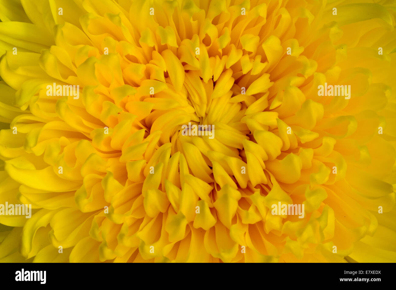 Close-up top le centre de fleur de chrysanthème jaune Banque D'Images