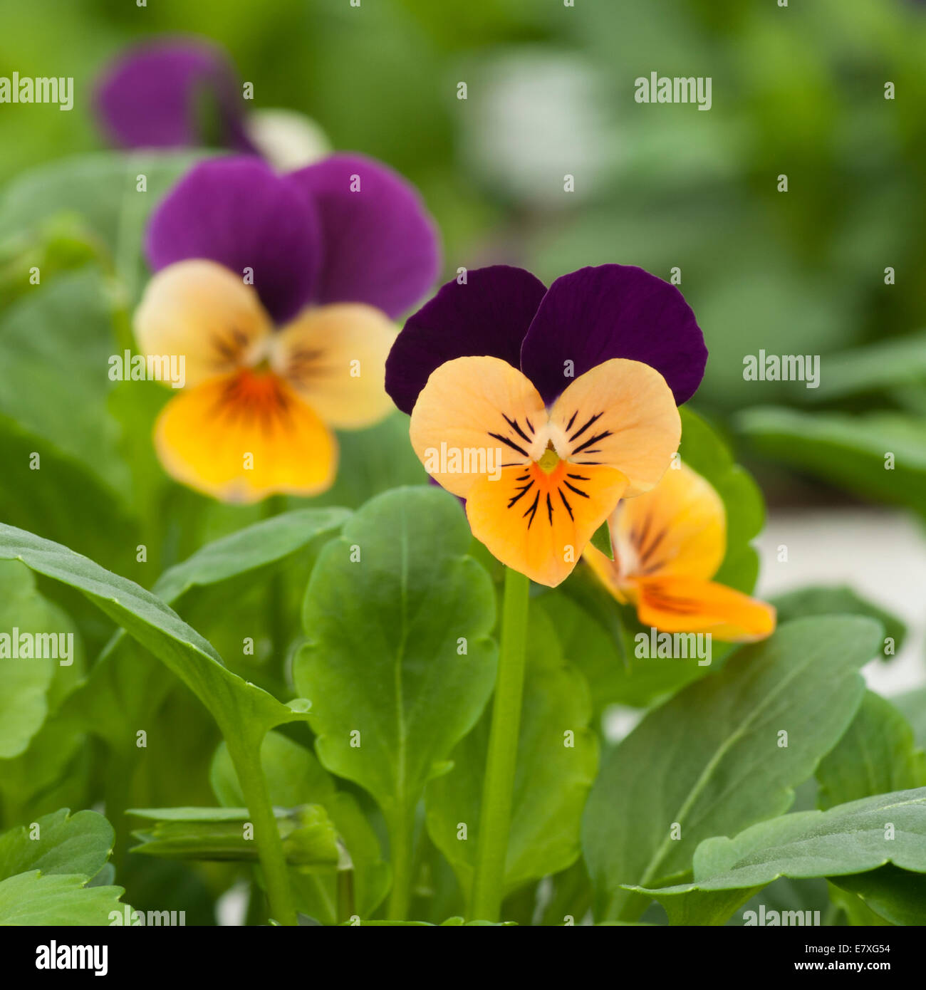 Viola ' Orange avec aile pourpre ' Banque D'Images