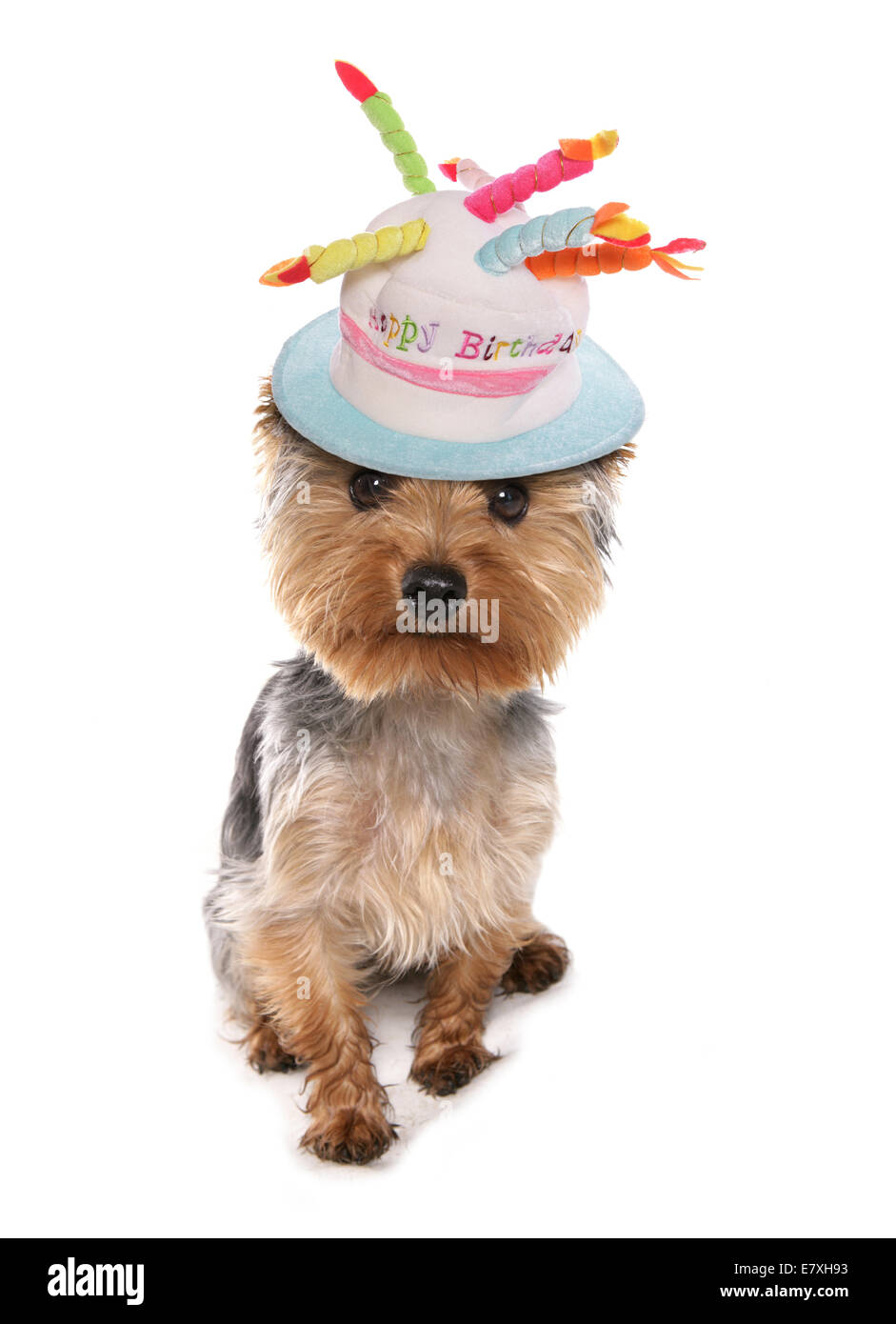Joyeux Anniversaire Yorkshire Terrier Wearing Hat Photo Stock Alamy