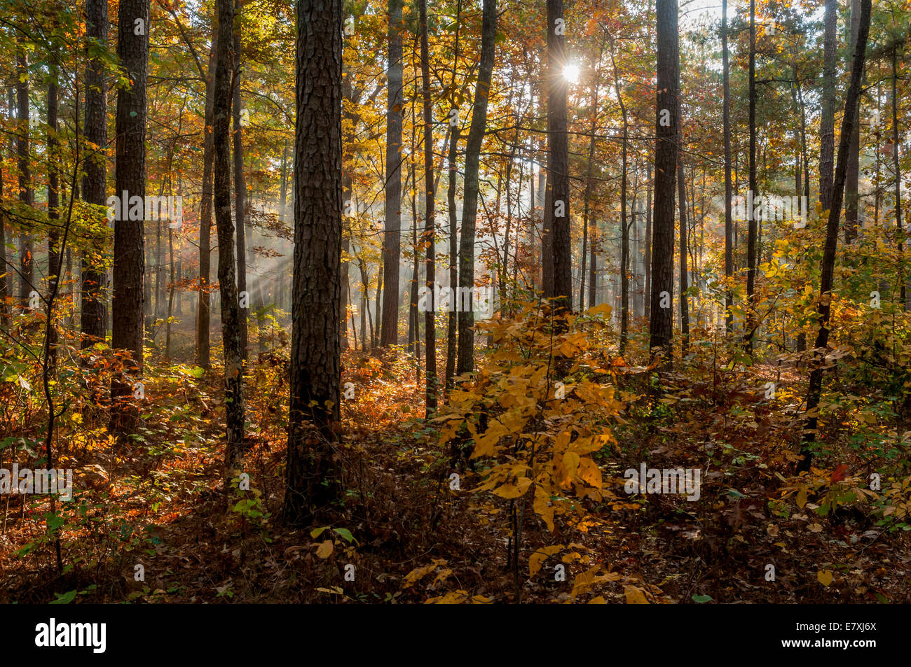 Forêt d'automne matin vue depuis Turnipseed camping situé dans la forêt nationale de Talladega en Alabama, USA. Banque D'Images
