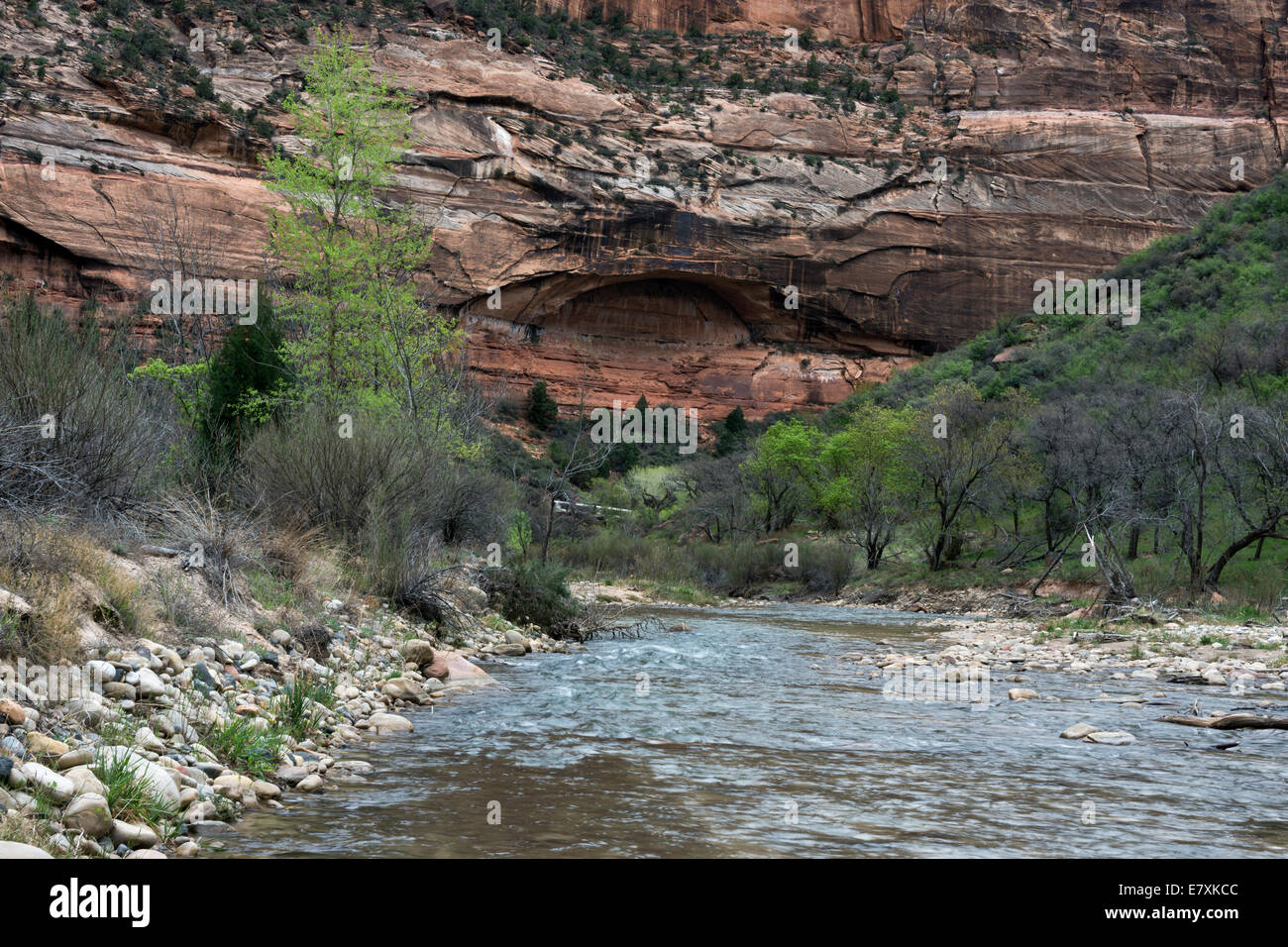 Virgin River près de Paroi en pleurs, Zion National Park, Utah Banque D'Images