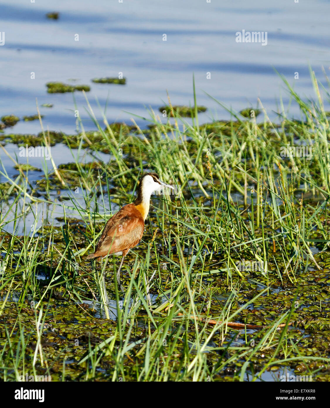 Birdlife Afrique Jacana, autrement connu comme un lis Trotter parce qu'ils semblent marcher sur l'eau alors qu'ils traversent la lily pads Banque D'Images