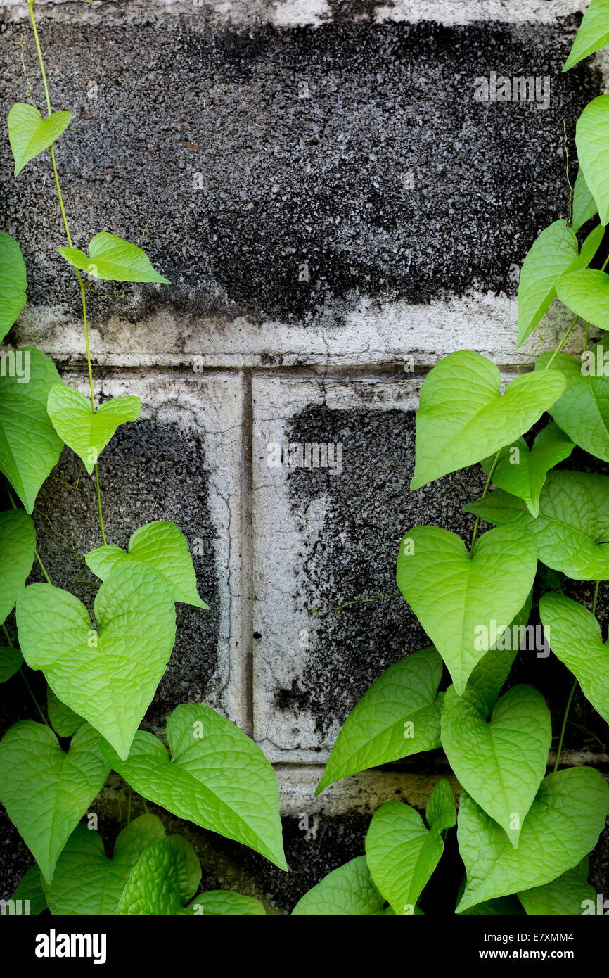 Brique mur recouvert de lierre vert Banque D'Images