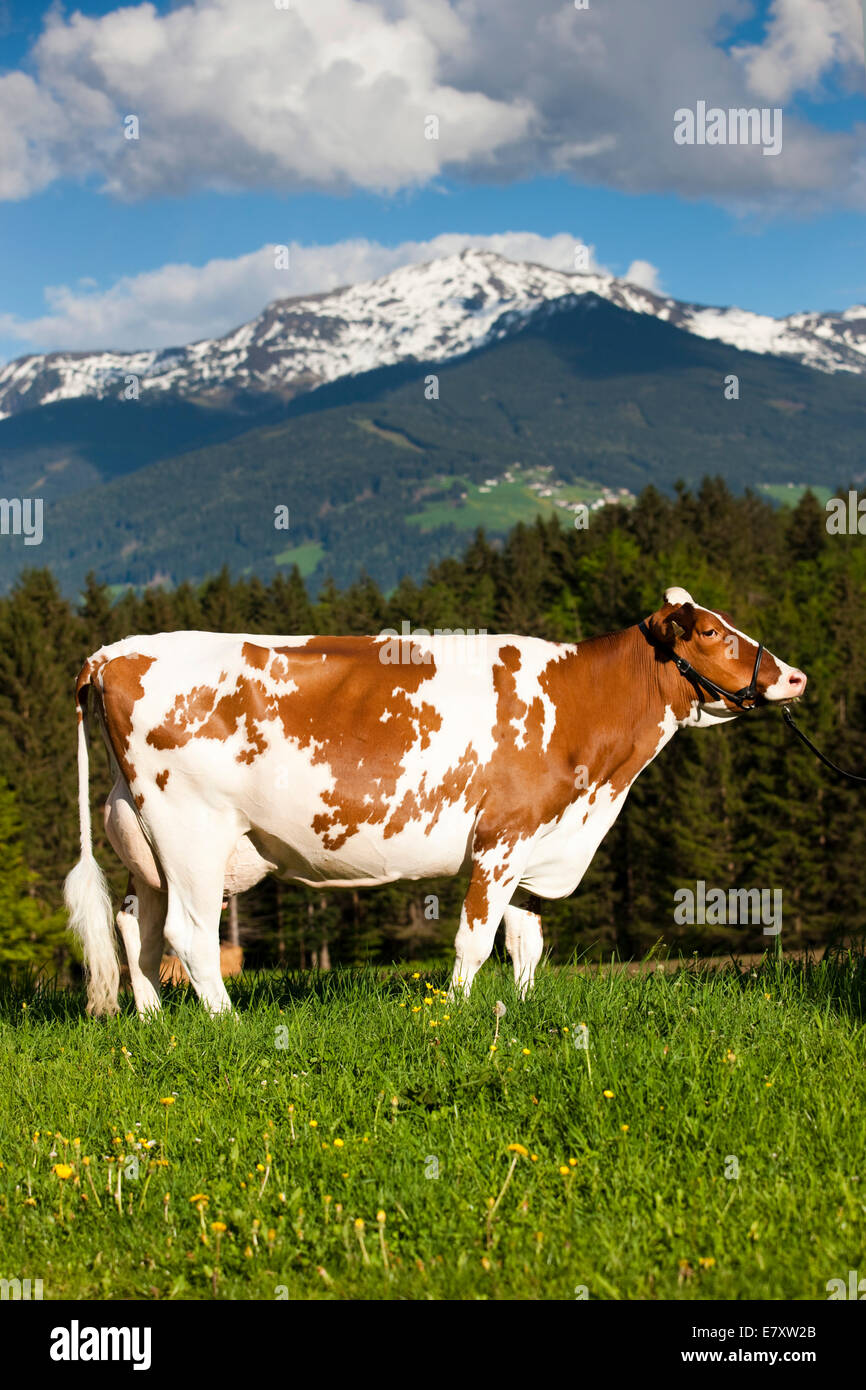 Red Holstein de bovins laitiers, portant un petit sur un pré, Tyrol du Nord, Autriche Banque D'Images