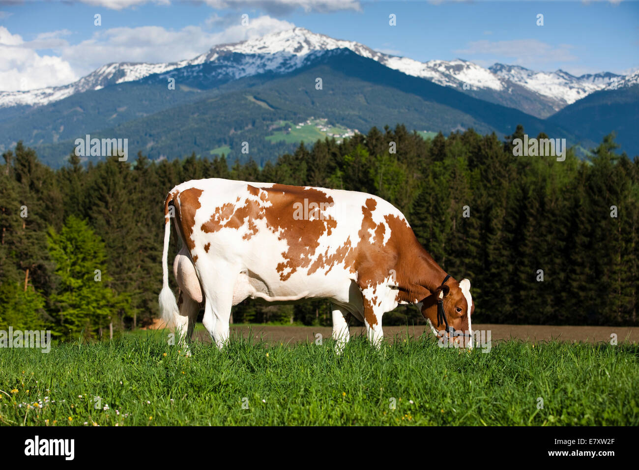 Red Holstein de bovins laitiers, portant un petit pâturage et sur un pré, Tyrol du Nord, Autriche Banque D'Images