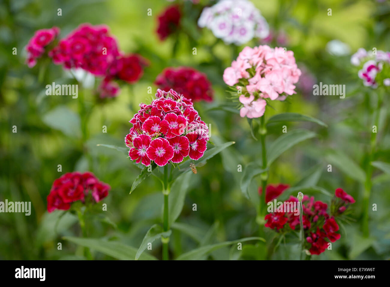 Sweet William (Dianthus barbatus), jardin, Autriche Banque D'Images