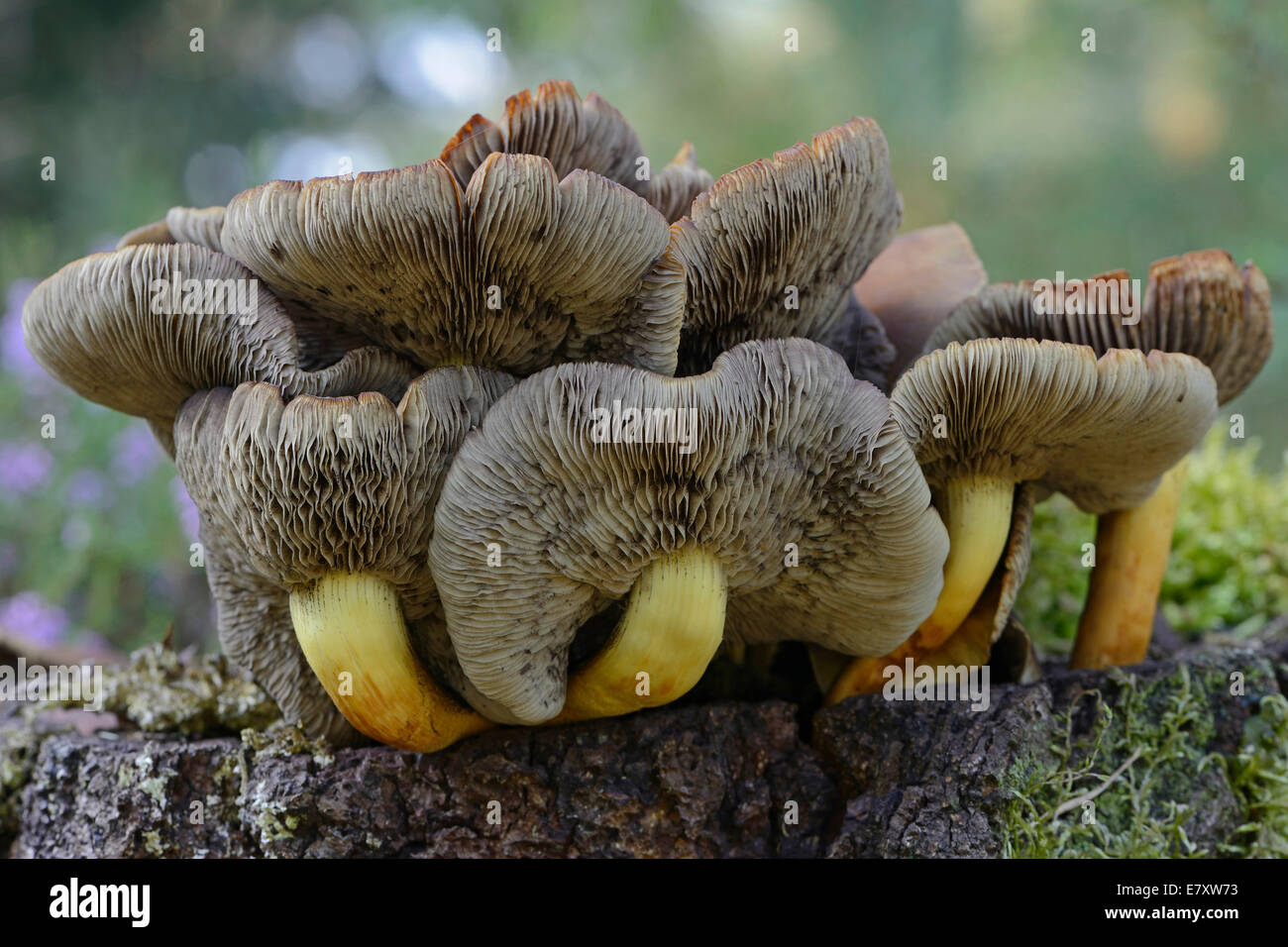 Touffe Hypholoma capnoides (conifères), de l'Ems, Basse-Saxe, Allemagne Banque D'Images