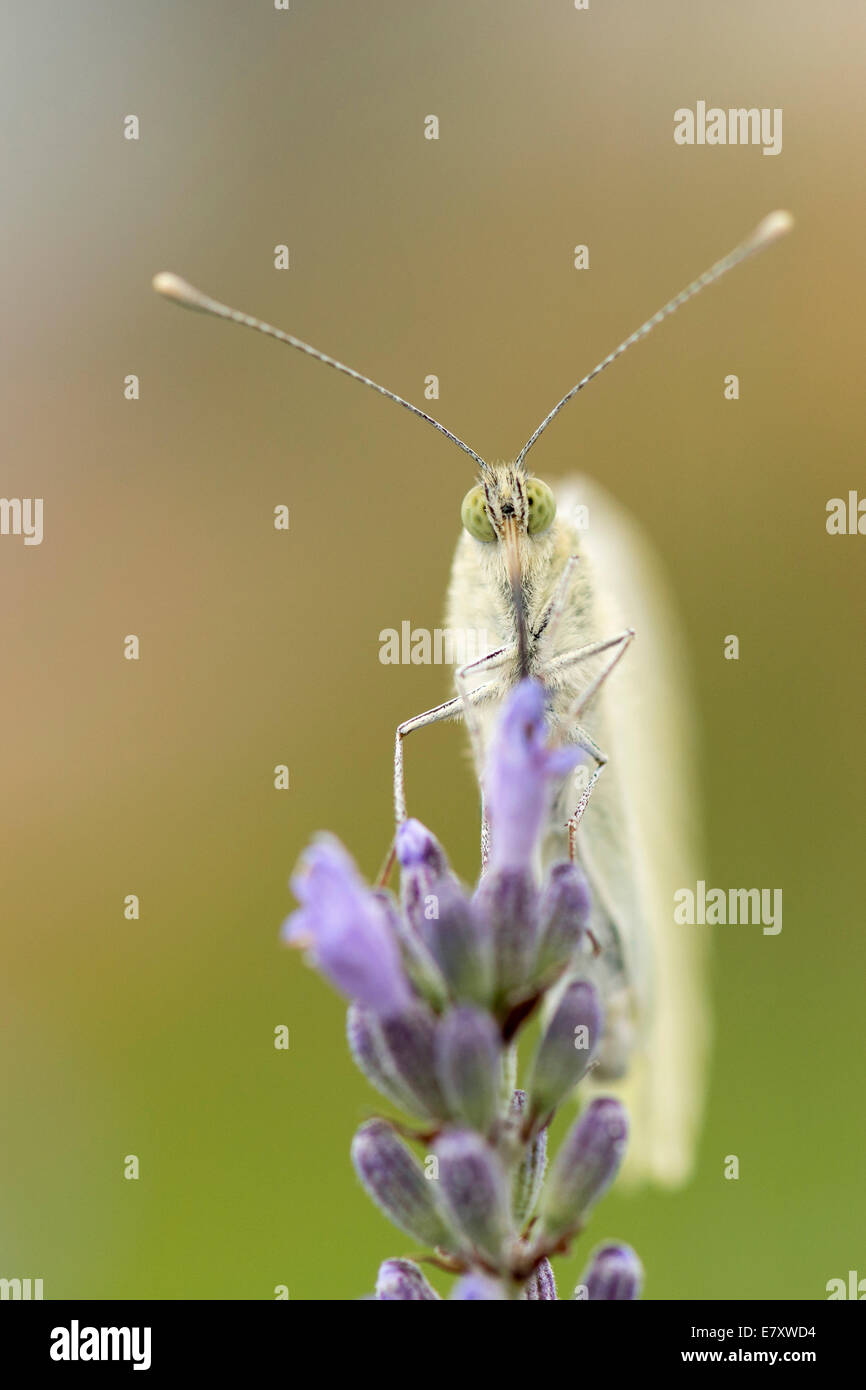 Large White (Pieris brassicae), Hesse, Allemagne Banque D'Images