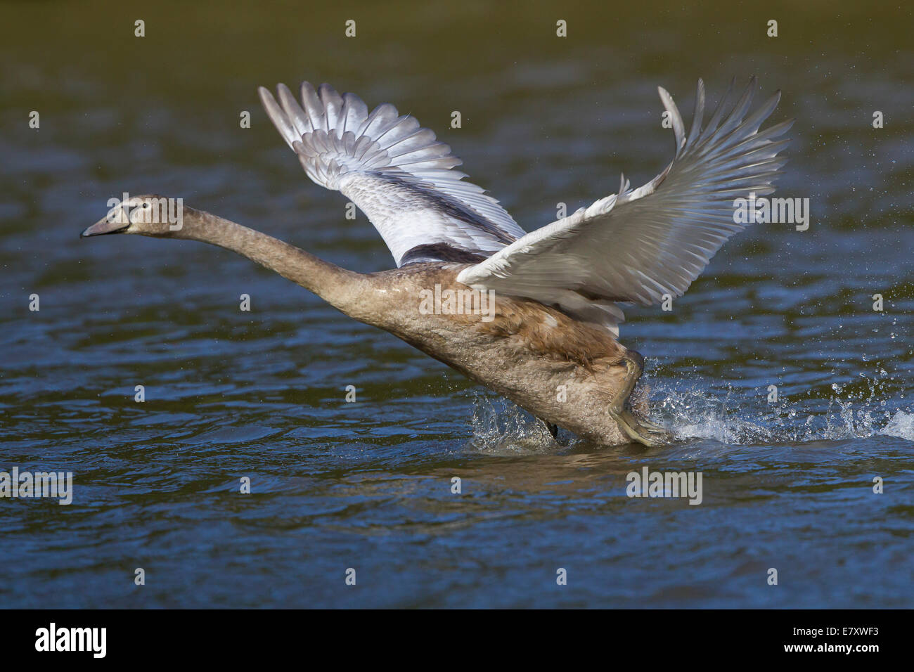 Jeune Cygne tuberculé (Cygnus olor) décoller de l'eau, au nord de la Hesse, Hesse, Allemagne Banque D'Images