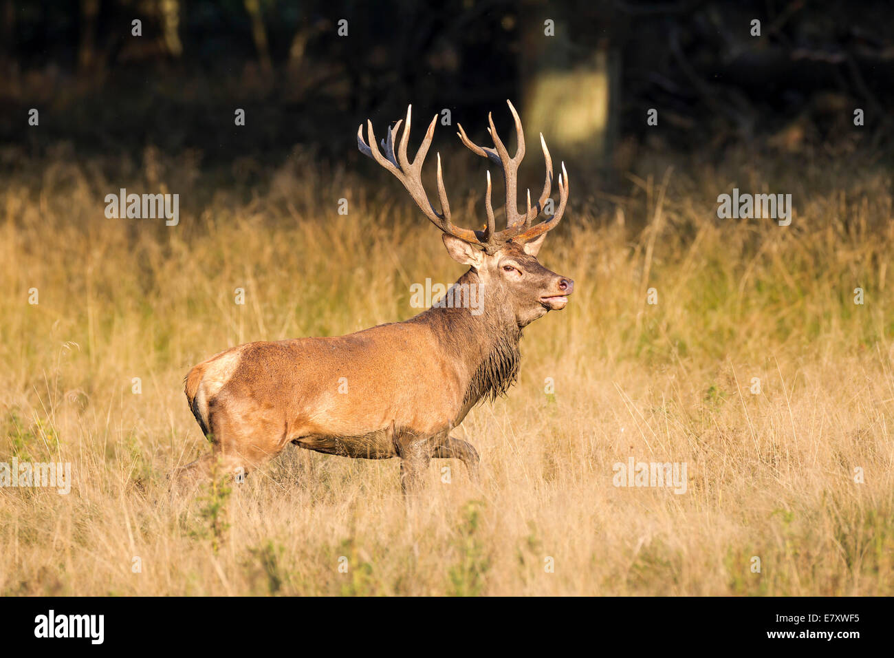 Red Deer (Cervus elaphus), Copenhague, Danemark Banque D'Images