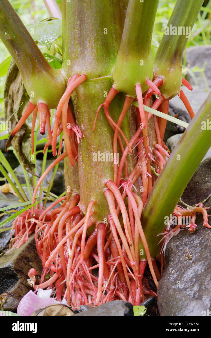 Des racines aériennes de balsamine de l'Himalaya, Impatiens glandulifera, espèces envahissantes non indigènes introduits plante, Pays de Galles, Royaume-Uni. Banque D'Images