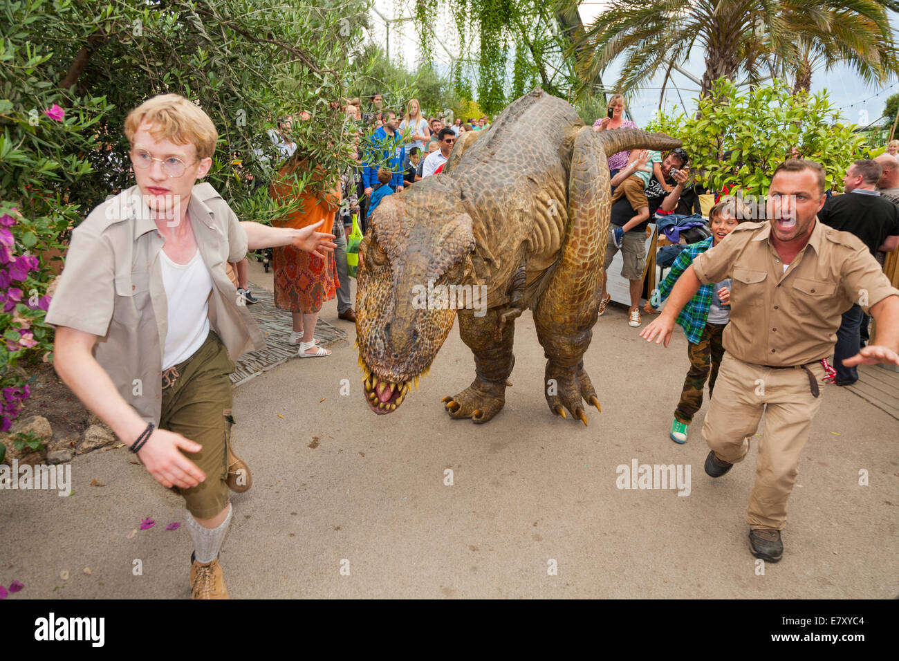 Un dinosaure en liberté (avec les gardiens) divertit les enfants et familles à l'Eden Project à Bodelva Saint Austell, Cornwall, UK Banque D'Images