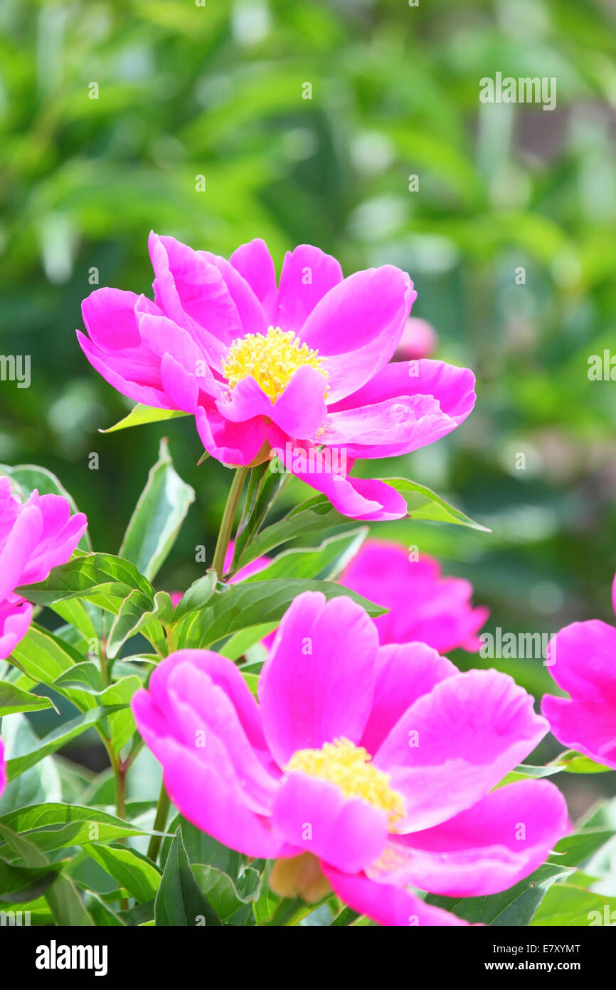 Champ de pivoines Banque D'Images