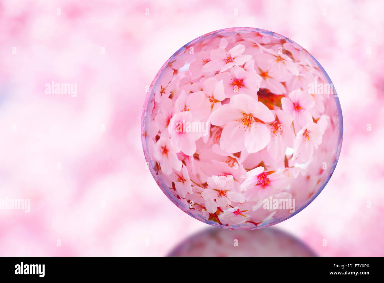 Globe en verre et fleurs de cerisier Banque D'Images