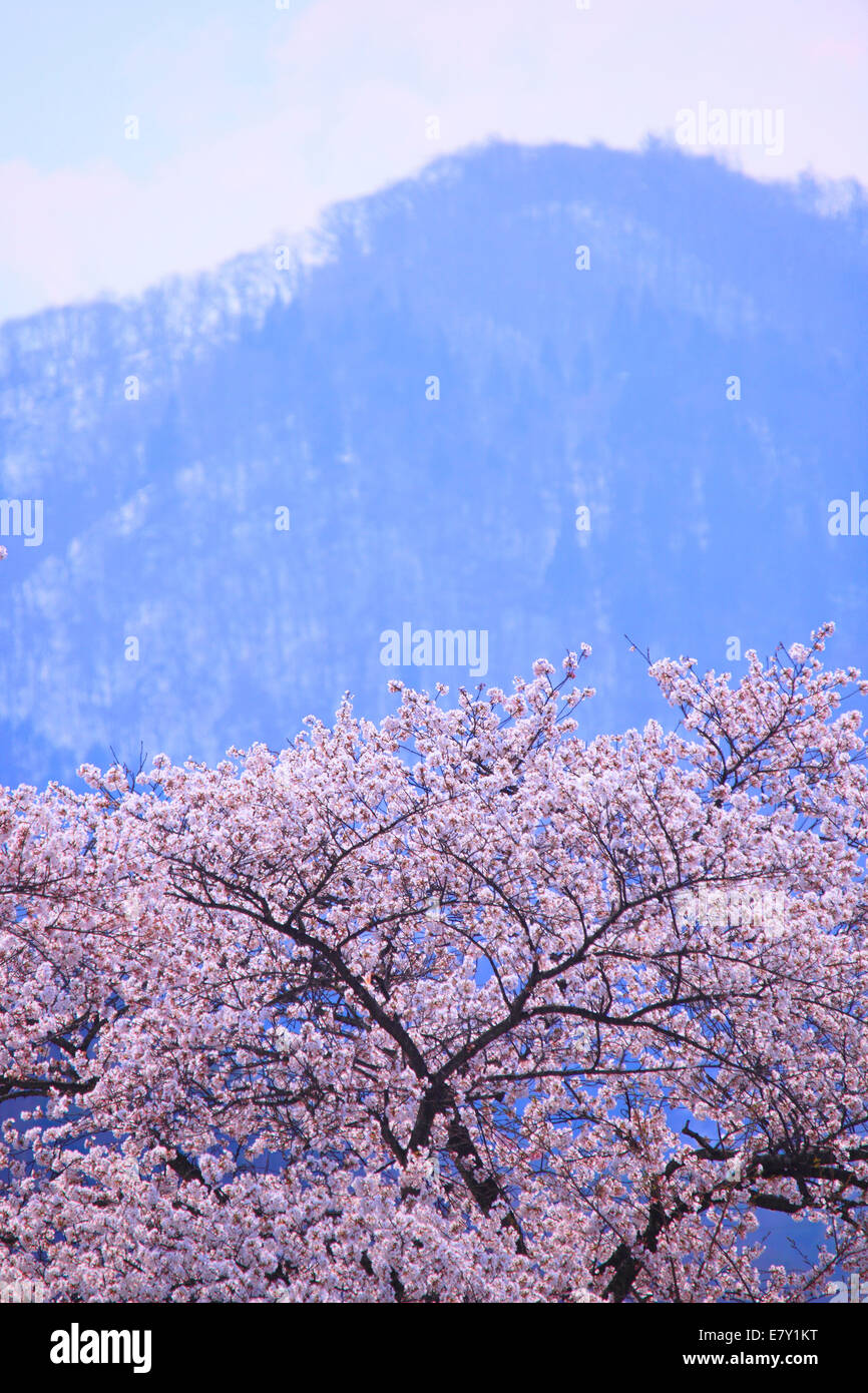 Cerisiers en fleurs Banque D'Images