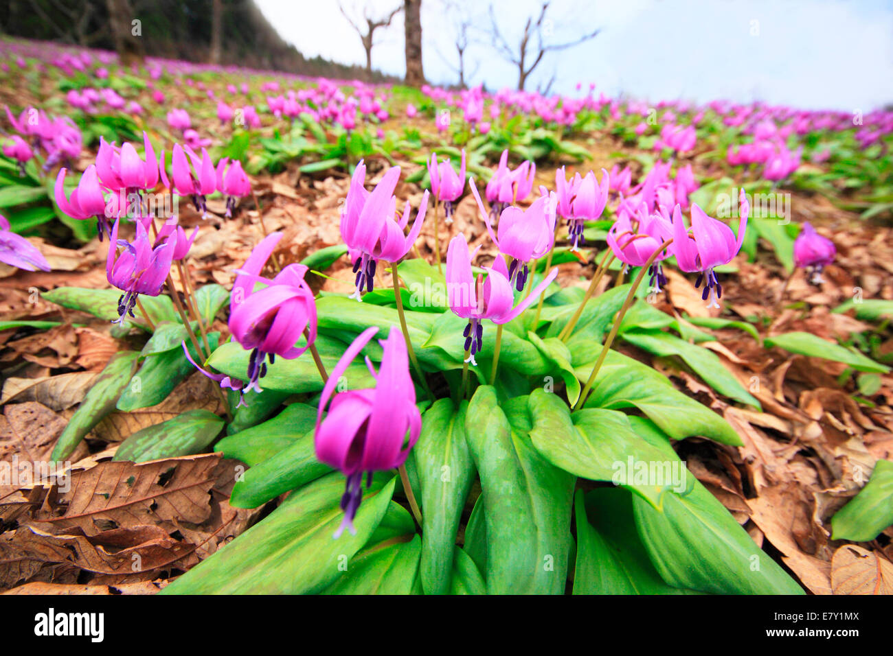 La Dent de chien japonais violet Banque D'Images