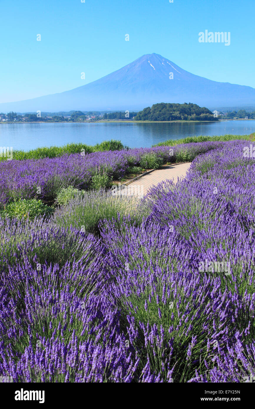 Cinq lacs Fuji, préfecture de Yamanashi, Japon Banque D'Images