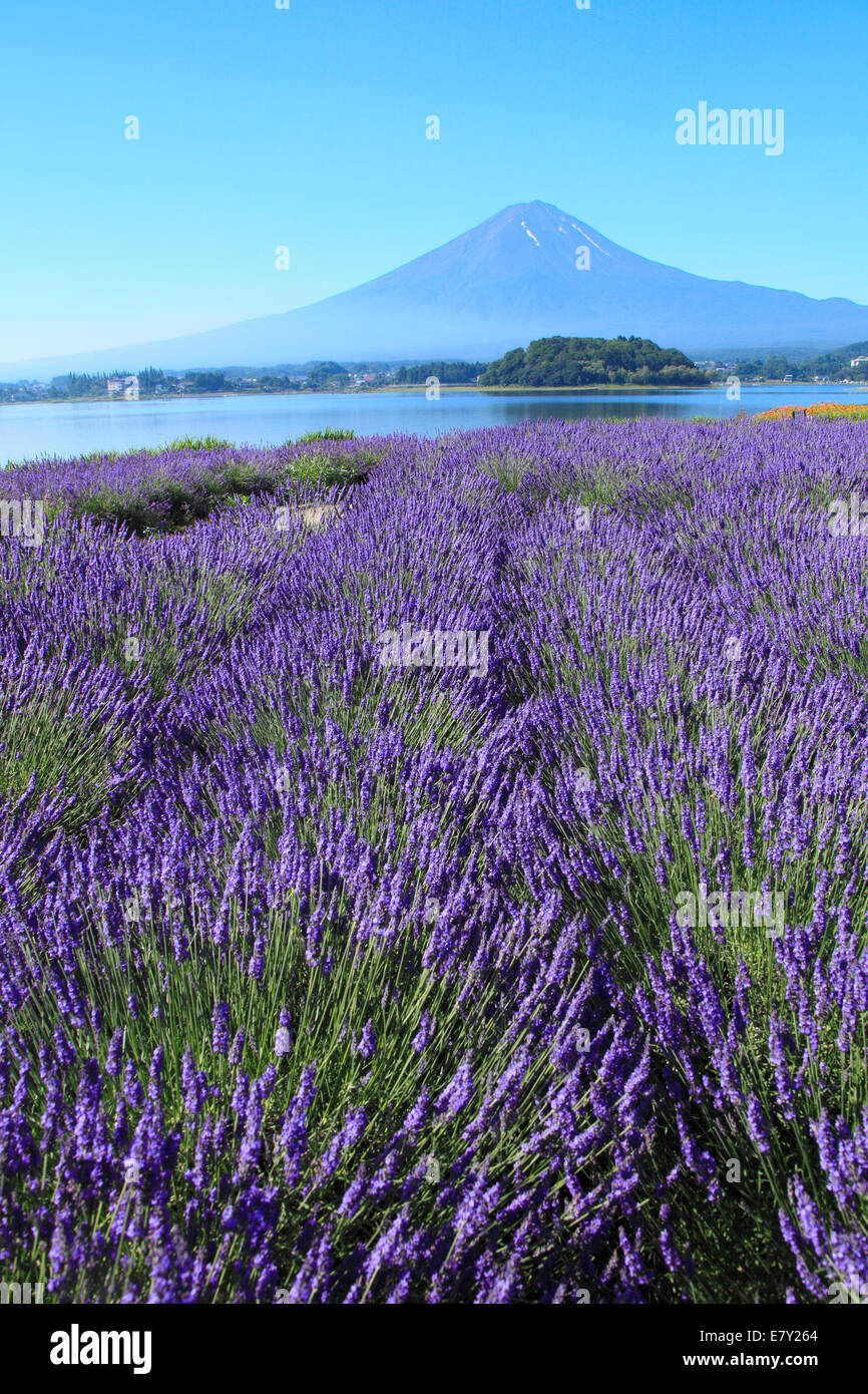 Cinq lacs Fuji, préfecture de Yamanashi, Japon Banque D'Images