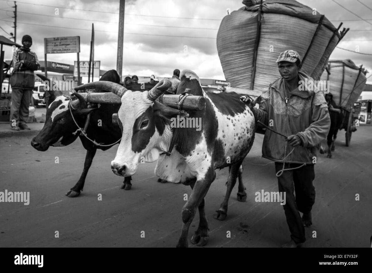 Un agriculteur du riz le riz pour apporter le marché de la ville sur un chariot tiré par une paire de boeufs équipé d'un étrier Banque D'Images