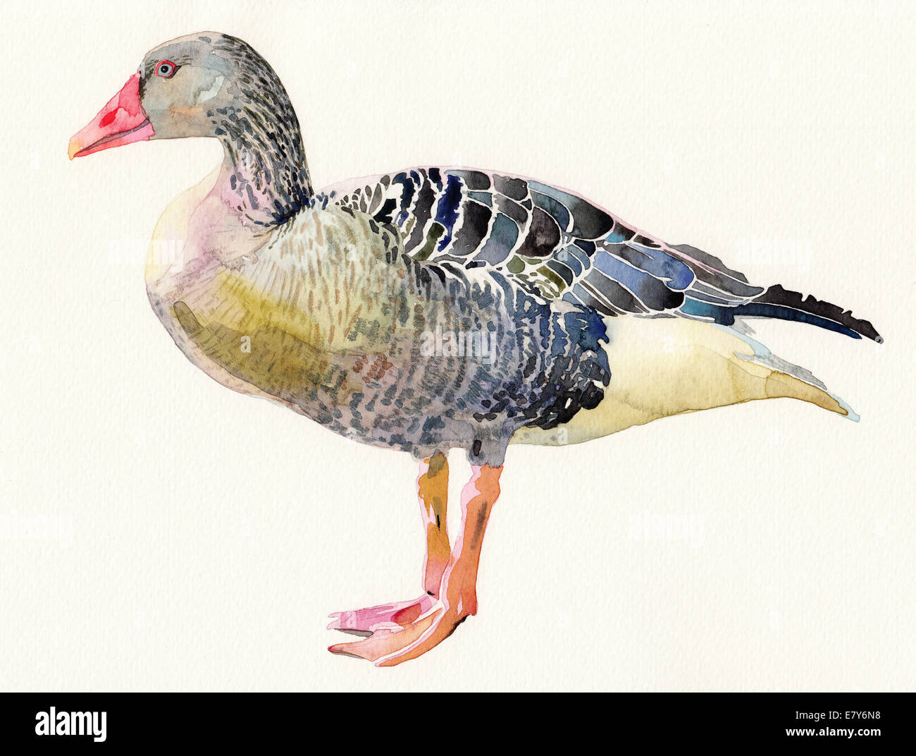 Aquarelle originale de l'oiseau, Anser anser. Banque D'Images