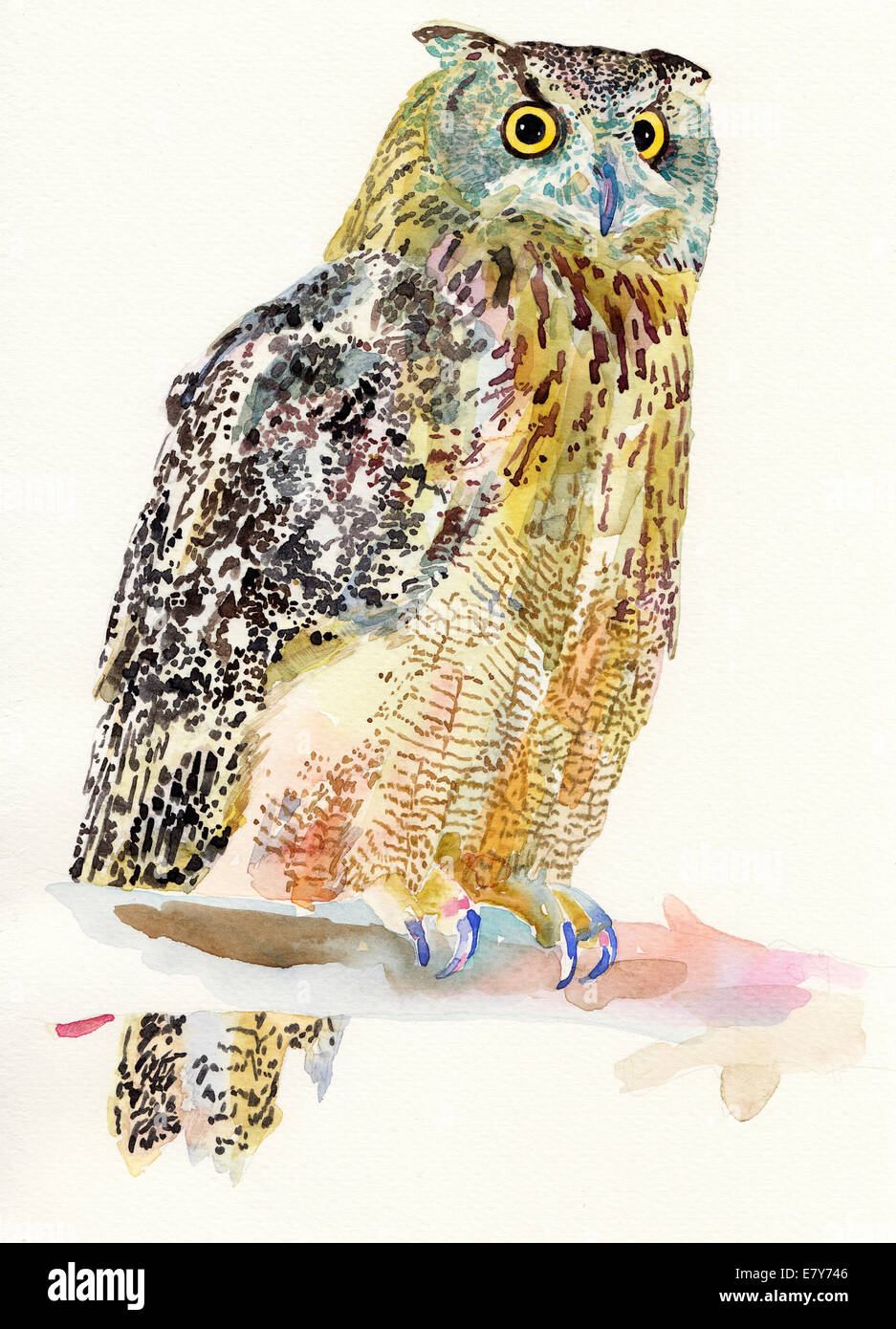 Aquarelle originale d'oiseau sur une branche, l'Owl Banque D'Images
