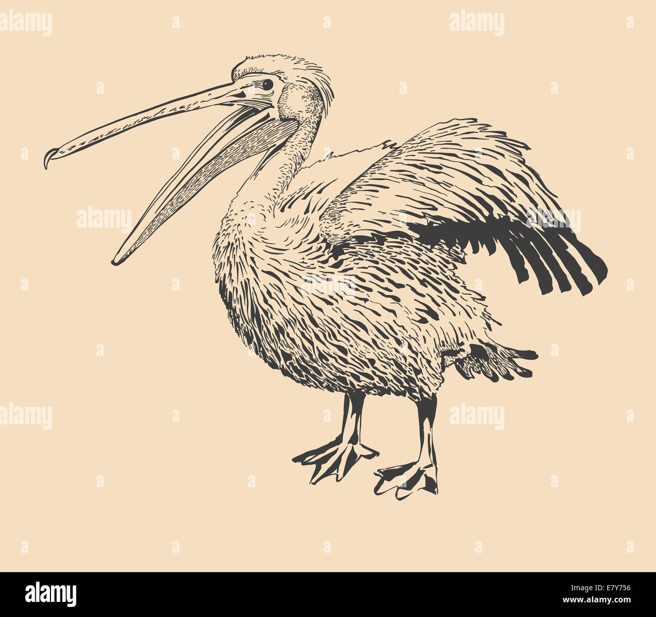 Dessin à l'encre d'origine de Pelican avec bec ouvert Banque D'Images