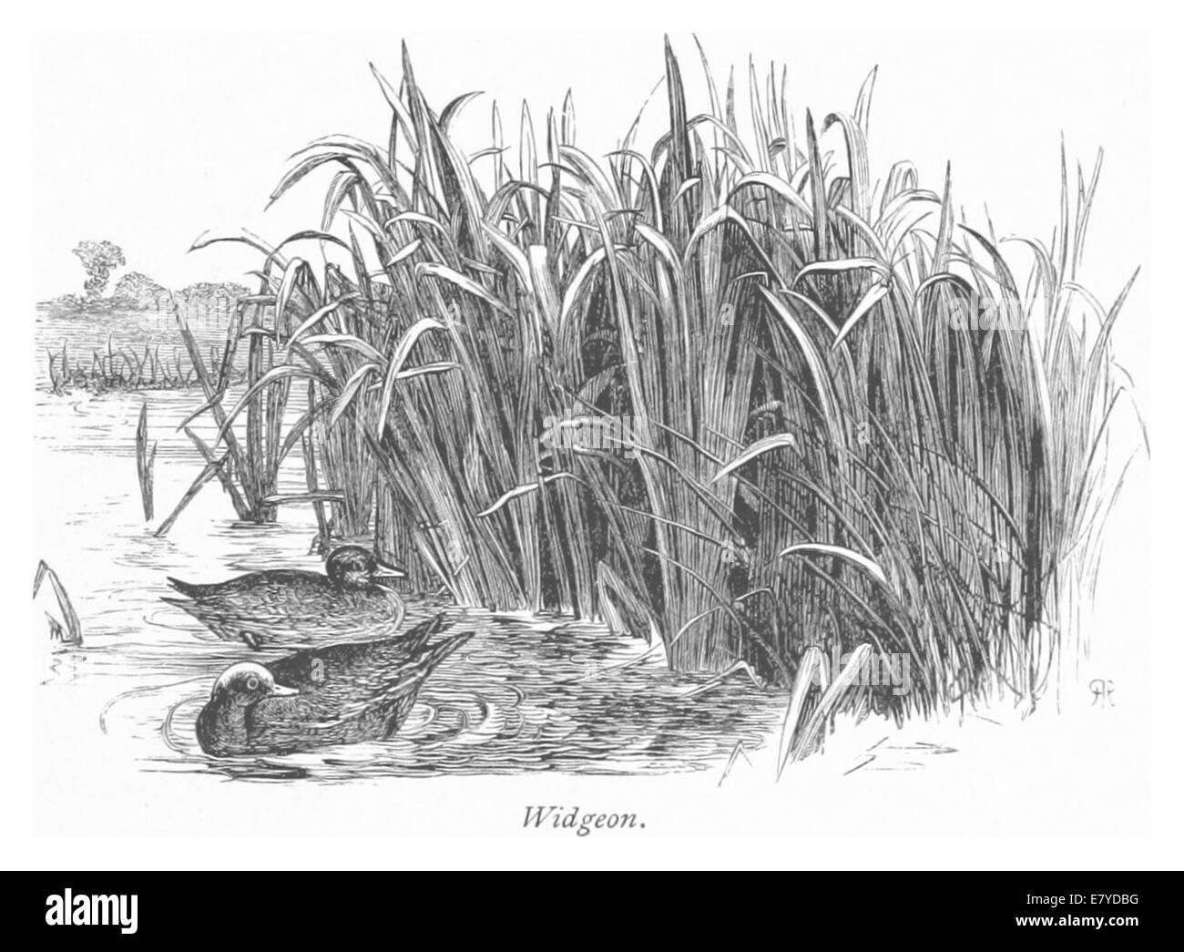 Une illustration de 1875 de RO, représentant le Widgeon, un type d'oiseau ou éventuellement un événement spécifique ou un lieu lié à ce terme. Le croquis met en évidence le sujet dans le contexte de la période. Banque D'Images