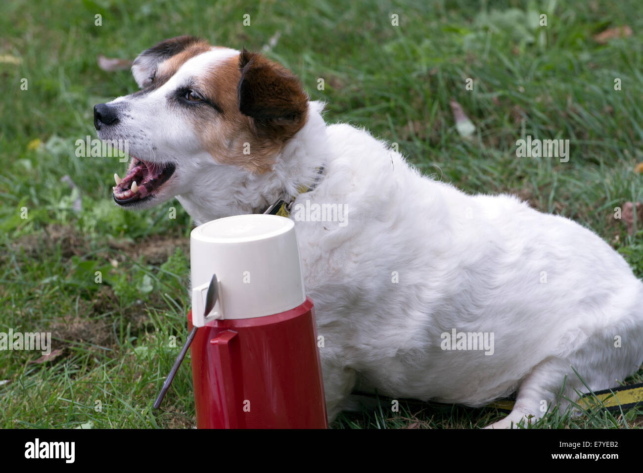 Un vieux chien bâillement et un thermos Banque D'Images