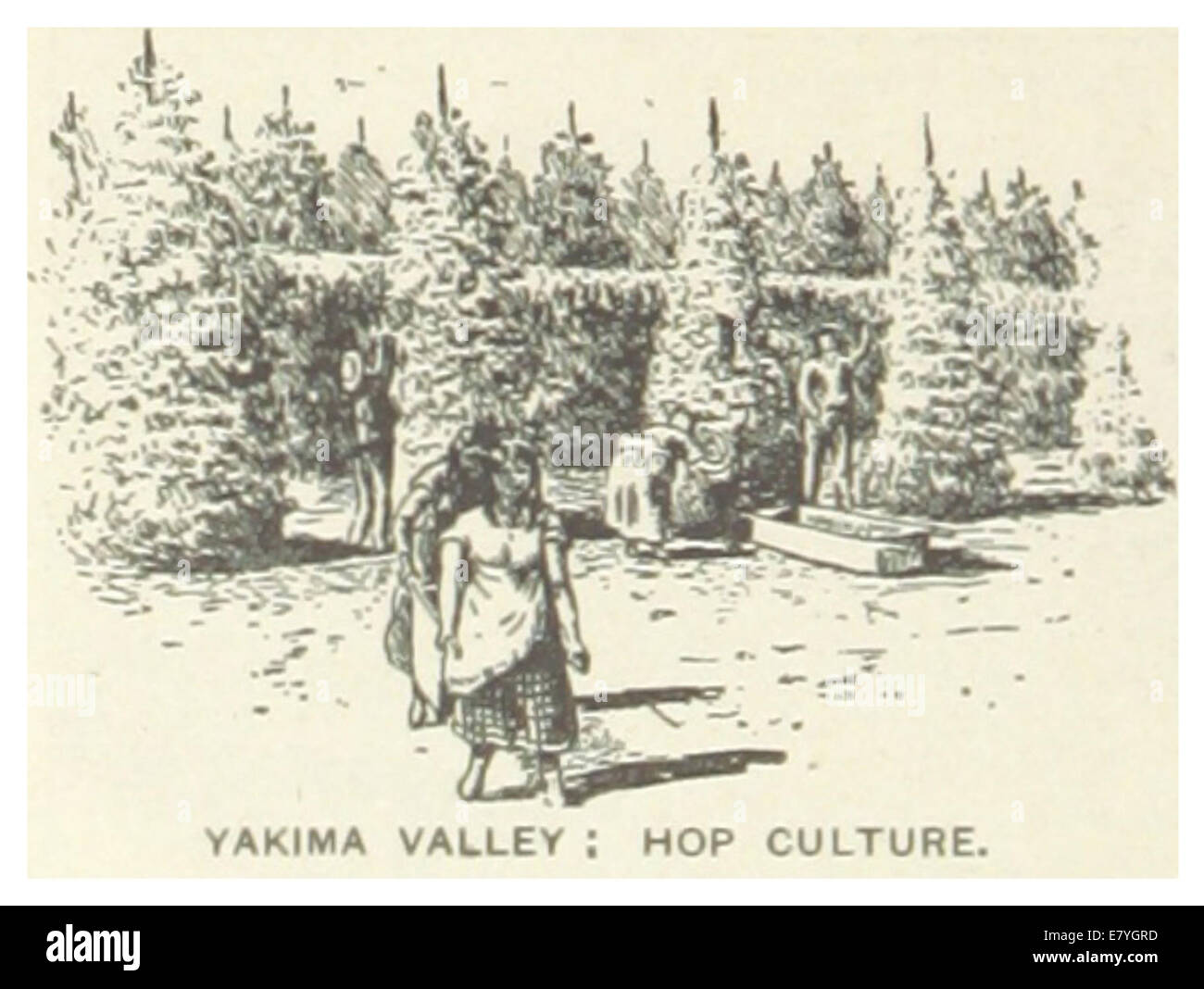 Cette illustration de 1891 se concentre sur la culture du houblon dans la vallée de Yakima, Washington, soulignant l'importance de la région dans l'élevage du houblon et sa contribution à l'industrie agricole américaine. Banque D'Images