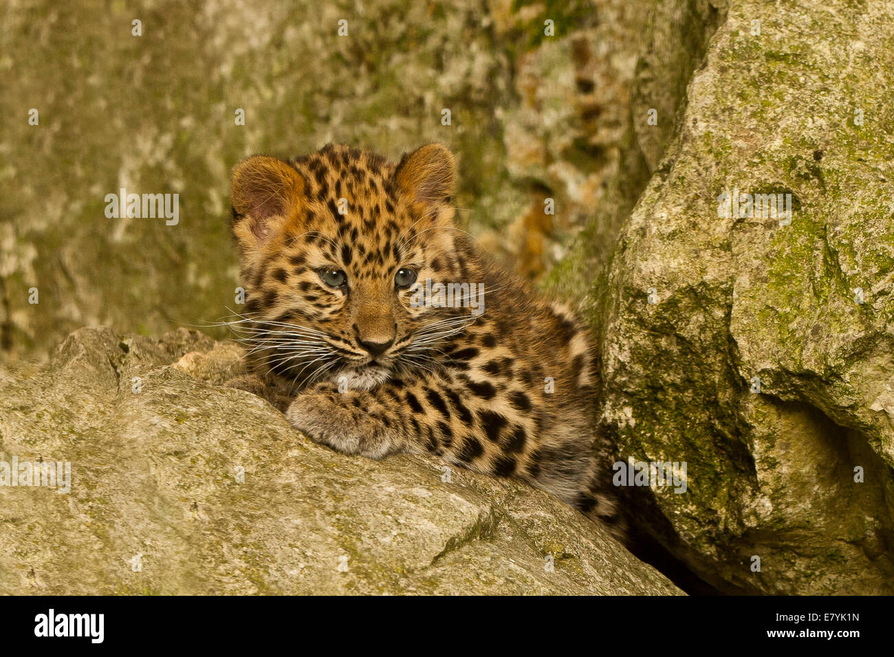 Amur Leopard Cub extrêmement rares (Panthera pardus orientalis) portant sur la roche Banque D'Images