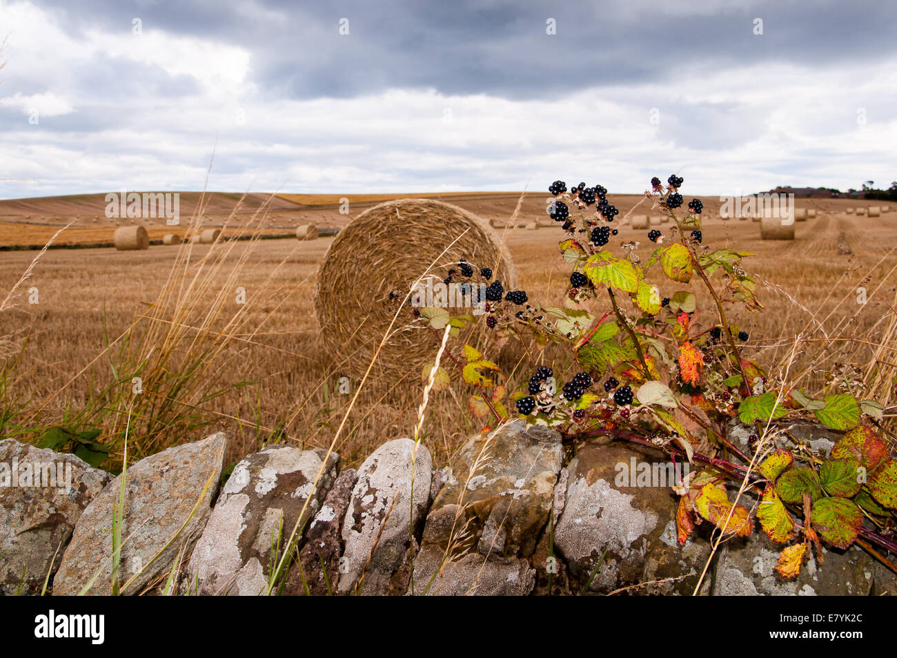 Les mûres en face d'un champ d'automne Banque D'Images