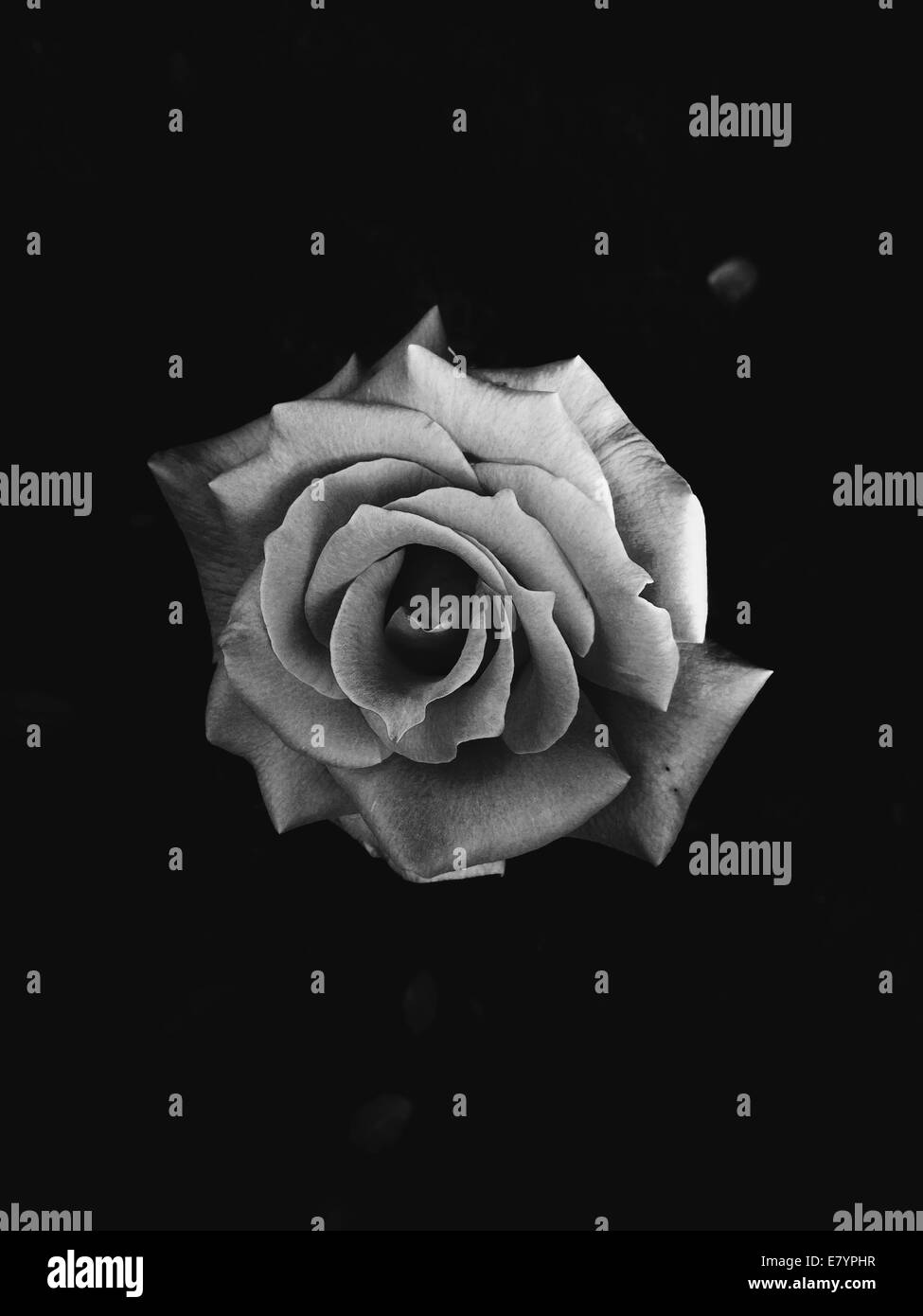 Rose blanche sur fond noir Photo Stock - Alamy