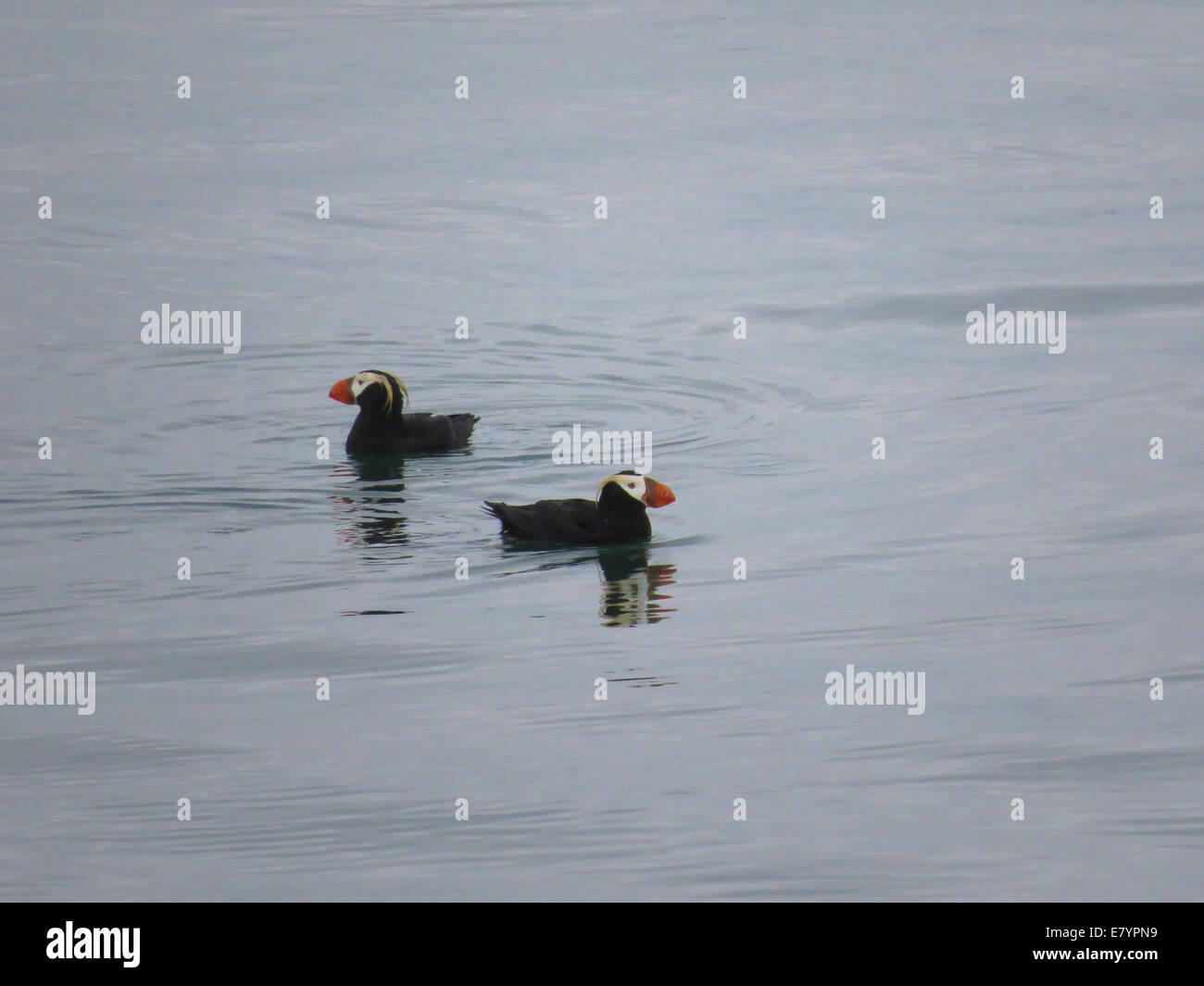 Une paire de Macareux moines (Fratercula cirrhata) flottant près du sud de l'île de marbre à Glacier Bay, Alaska. Banque D'Images