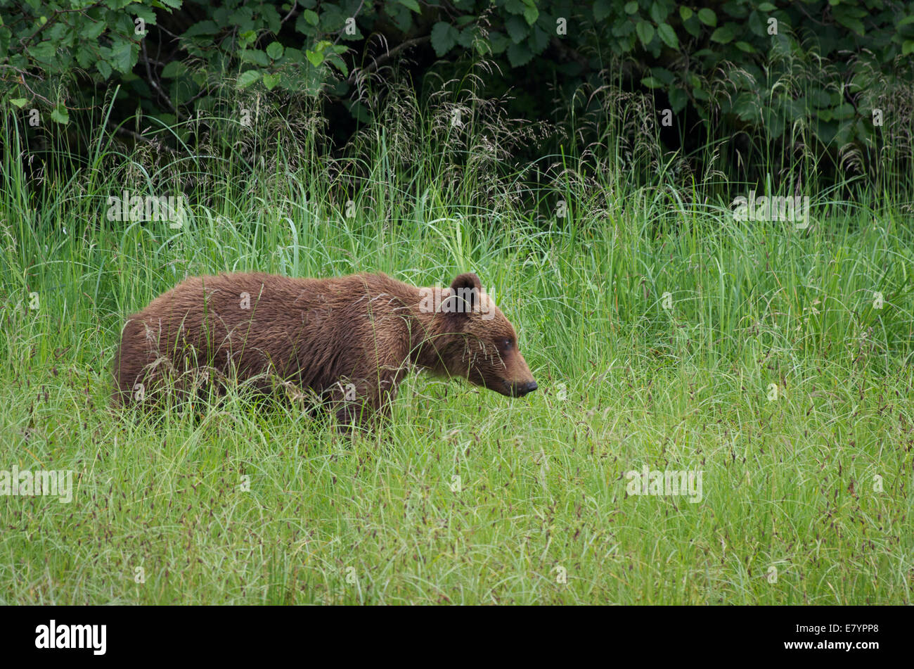 Un Ours brun (Ursus arctos horribilis) se promène dans les hautes herbes en Pavlof, Port la Forêt Nationale Tongass en Alaska. Banque D'Images