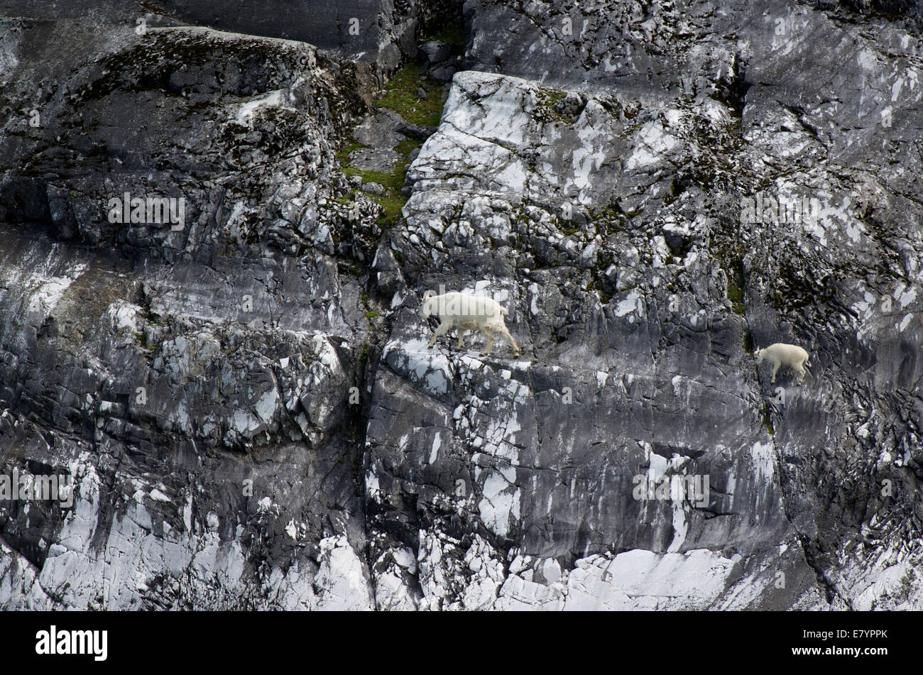 Une mère et enfant la chèvre de montagne (Oreamnos americanus) parcourir un sentier perché périlleux à Glacier Bay National Park, Alaska Banque D'Images
