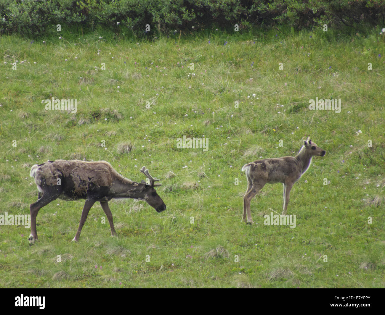 Baby Caribou Banque D Image Et Photos Alamy