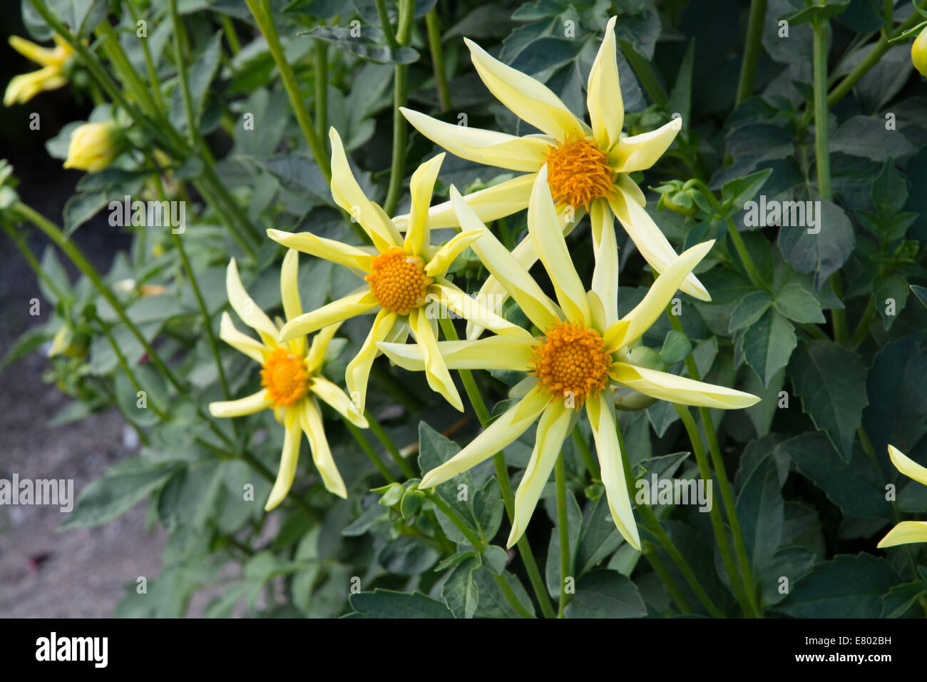 Dahlia jaune fleurs dans un jardin de septembre. Banque D'Images