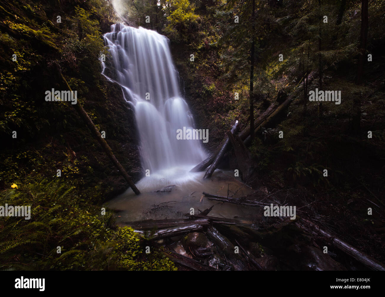 Berry Creek Falls à big basin redwoods state park Banque D'Images